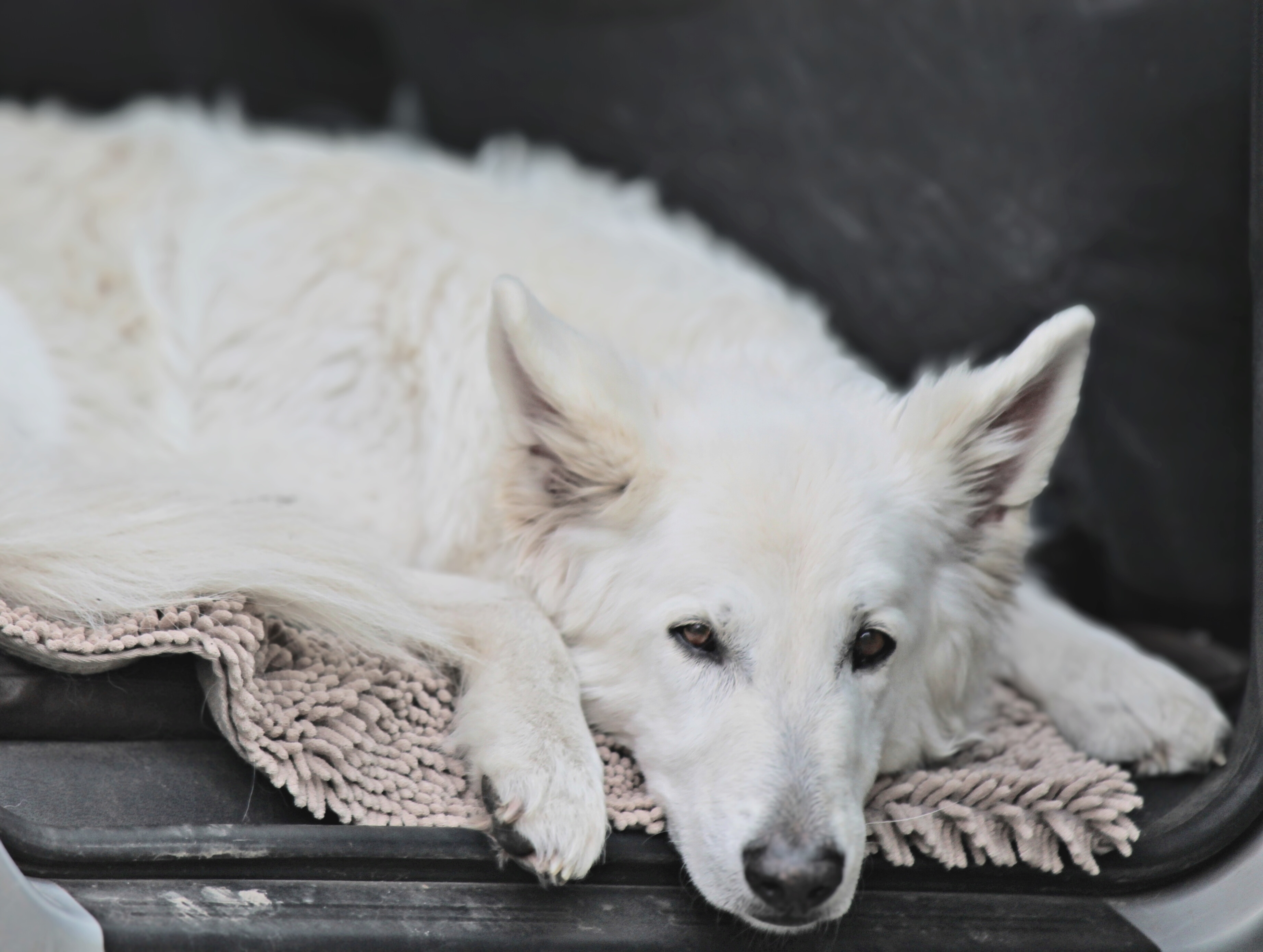 0e3e8c3e-f601-4120-8b2b-63993d1740da